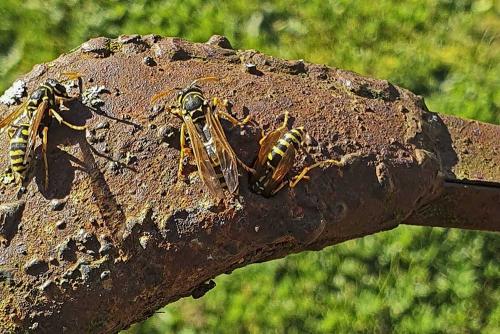 Polistes dominula