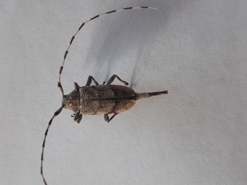 Réf. 250 514 : Acanthocinus aedilis