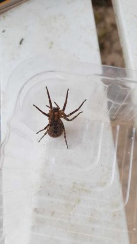 Zoropsis spinimana