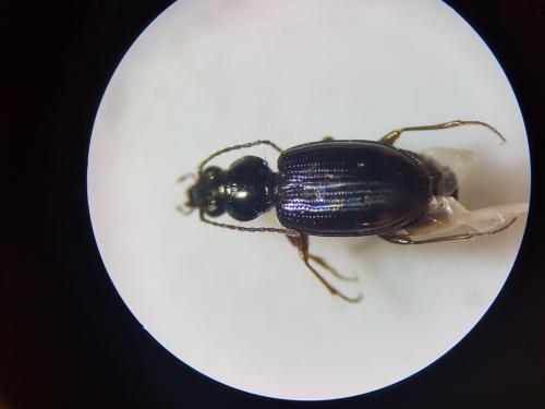 Réf. 250 750 : Bembidion lunulatum