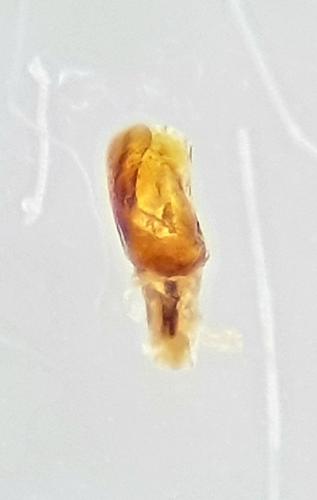 Réf. 250 857 : Brachypterolus sp.