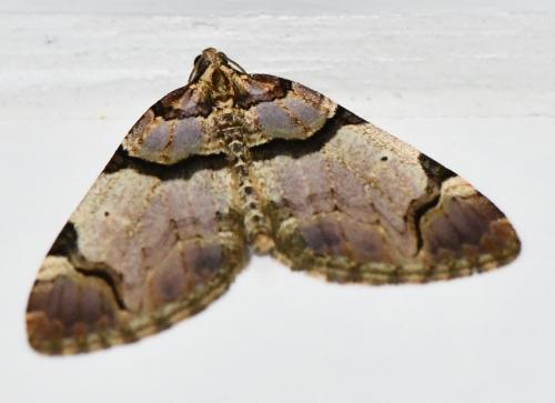 Réf. 250 776 : Anticlea derivata