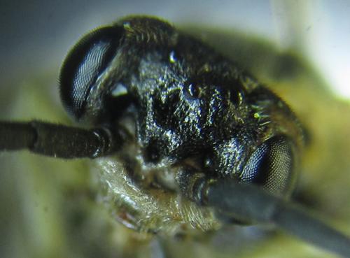 Euura sp.