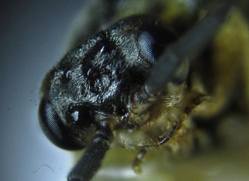 Euura sp.
