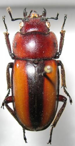 Réf. 250 893 : Prosopocoilus sp.