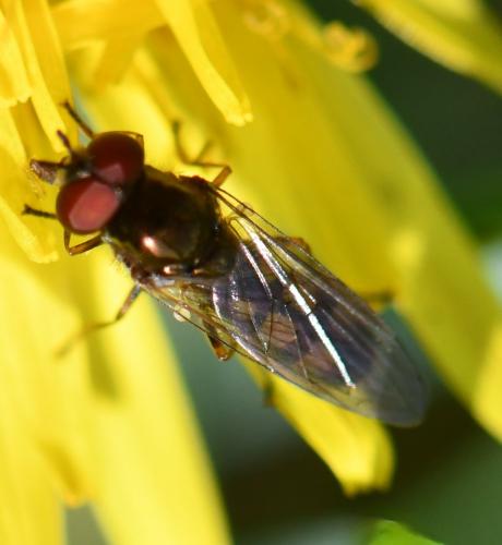 Melanostoma mellinum