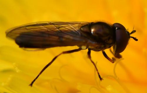 Melanostoma mellinum