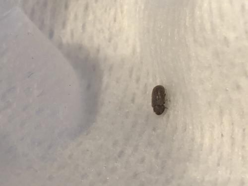 Stegobium paniceum