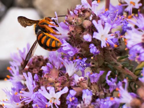 Réf. 250 241 : Rhodanthidium sticticum