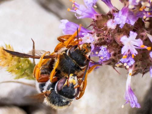 Réf. 250 242 : Rhodanthidium sticticum