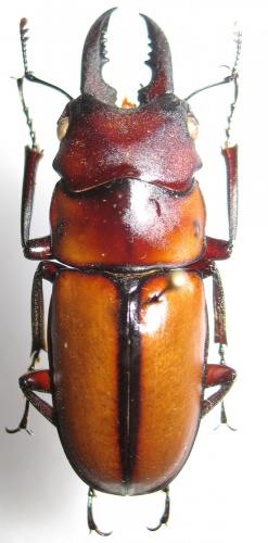 Réf. 250 891 : Prosopocoilus planeti