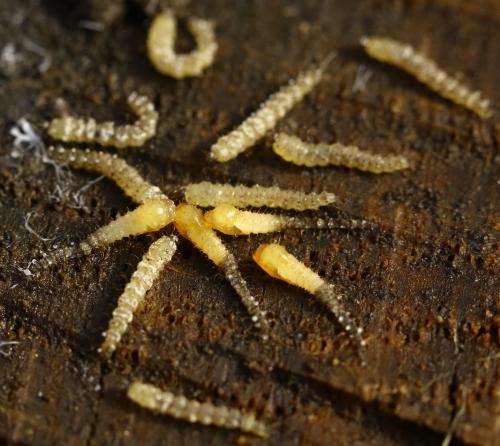 Réf. 250 698 : Forcipomyia sp.