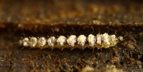 Réf. 250 699 : Forcipomyia sp.