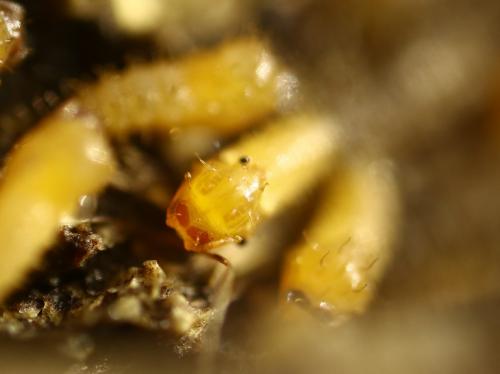 Réf. 250 700 : Forcipomyia sp.
