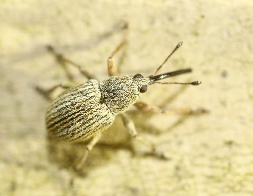 Réf. 250 794 : Exapion sp.