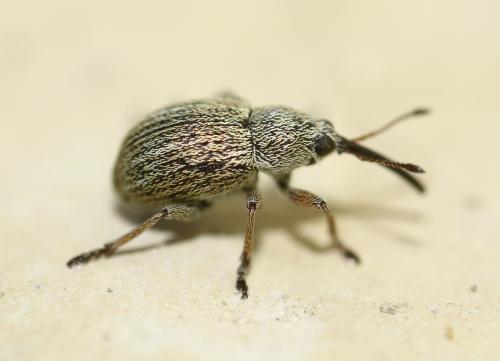 Réf. 250 796 : Exapion sp.