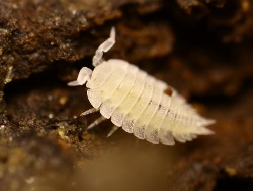 Platyarthrus hoffmannseggii