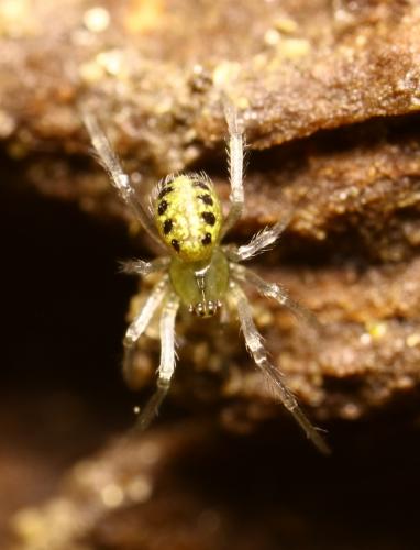 Réf. 250 481 : Enoplognatha sp.
