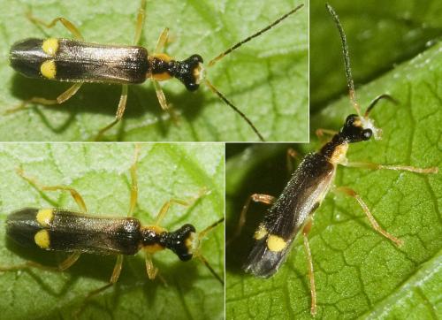 Malthinus balteatus