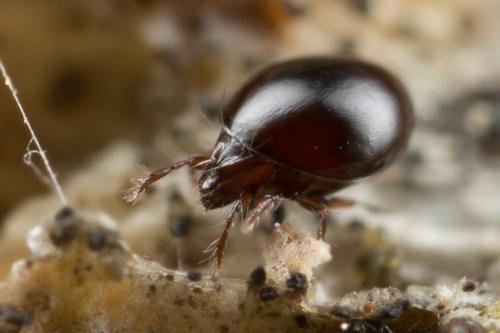 Liacarus coracinus