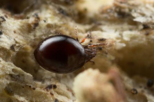 Réf. 250 643 : Liacarus coracinus
