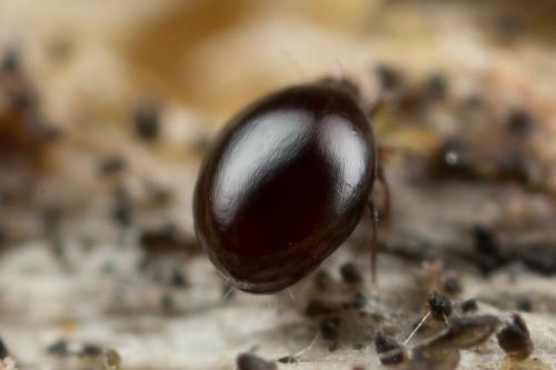Liacarus coracinus