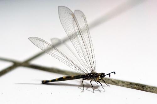 Myrmeleon insertus