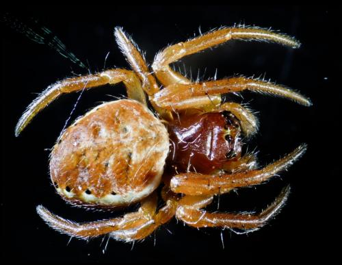 Araniella sp.