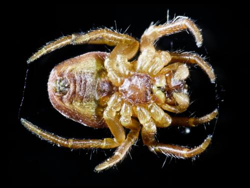Araniella sp.