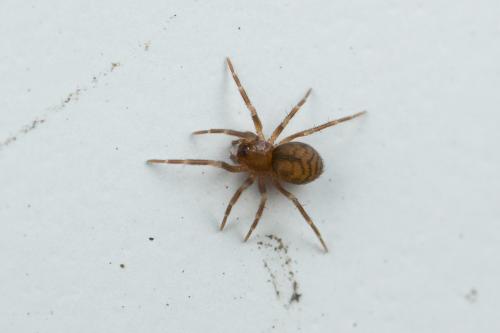 Bathyphantes sp.