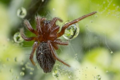 Agelena labyrinthica