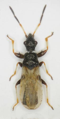 Auchenodes costalis