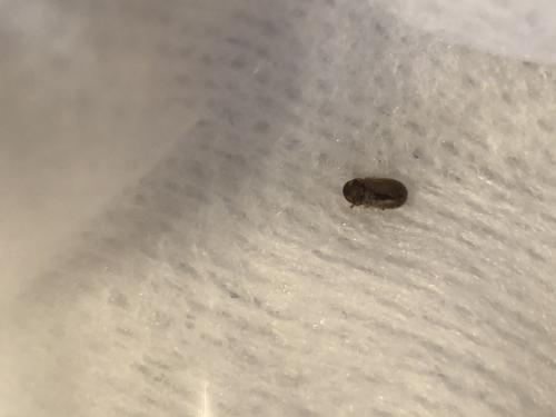Stegobium paniceum