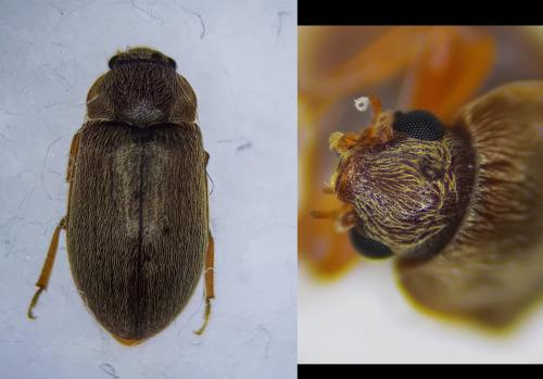 Byturus tomentosus