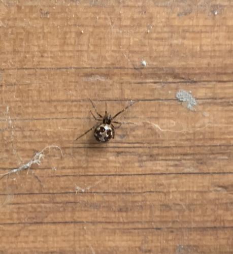 Steatoda triangulosa