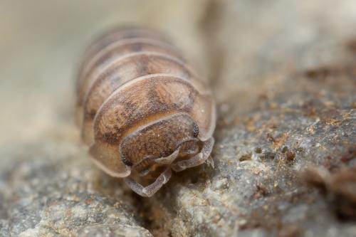 Réf. 250 631 : Armadillidium nasatum