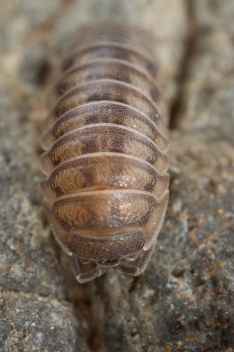 Réf. 250 630 : Armadillidium nasatum