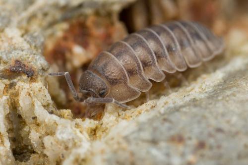 Réf. 250 629 : Armadillidium nasatum