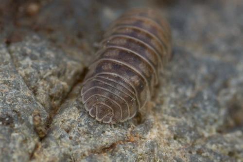 Réf. 250 632 : Armadillidium nasatum