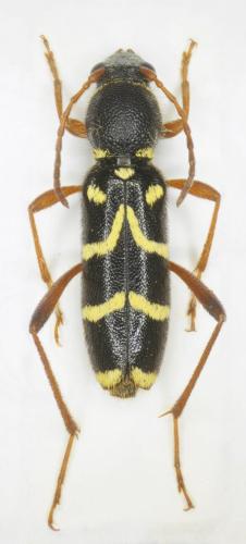 Réf. 250 805 : Clytus rhamni