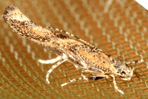 Coccidiphila sp.