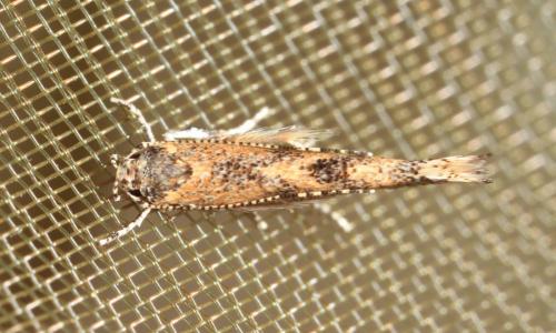 Réf. 250 620 : Coccidiphila sp.
