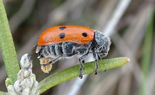 Réf. 250 765 : Lachnaia sp.