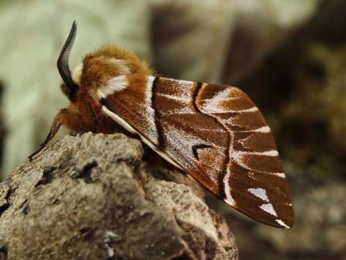 Endromis versicolora