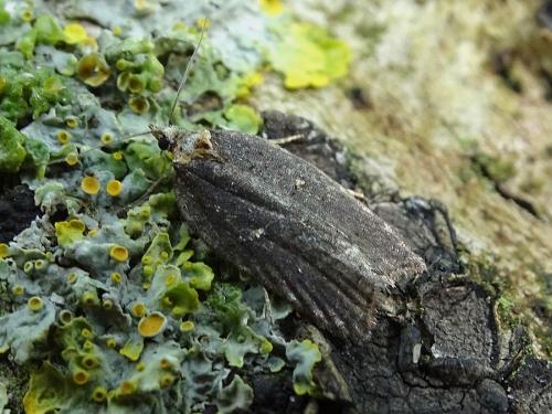 Acleris sp.
