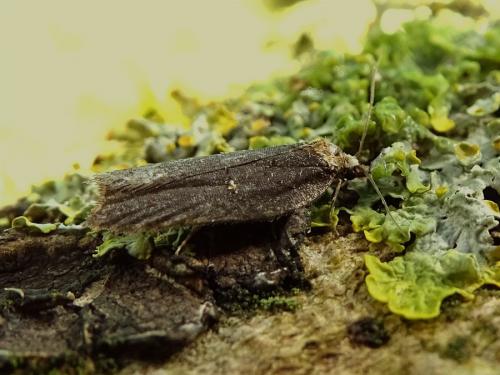Acleris sp.