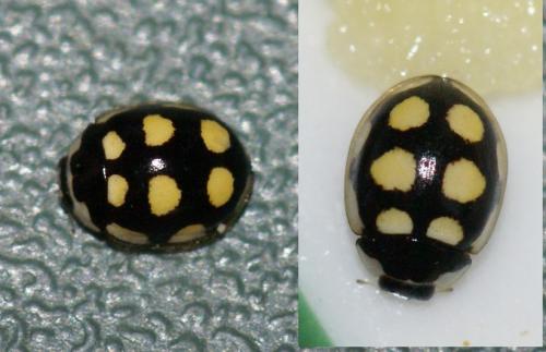 Oenopia lyncea