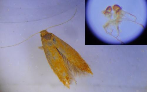 Tischeria ekebladella