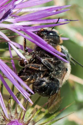 Osmia sp.