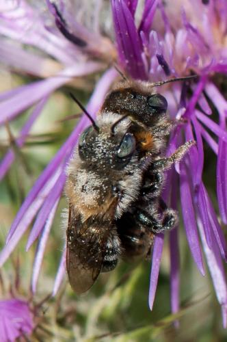 Osmia sp.